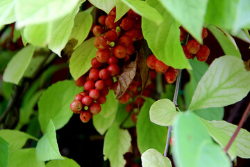Wonderful closeup image of some bunches of red berries hanging down covered with green leaves.
