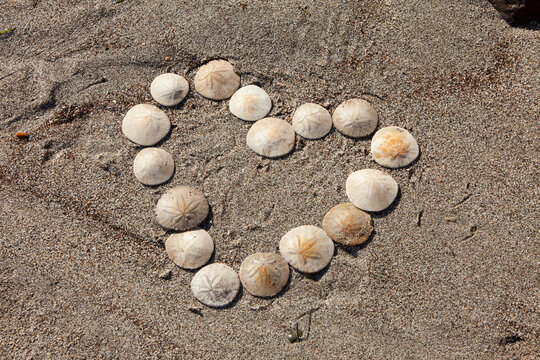 heart shape made out of sand dollars on the sand. I love you.
