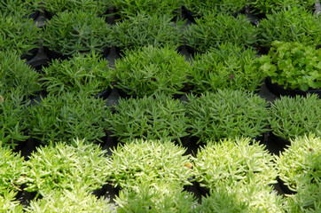 Ornament plant pots in and out of light in greenhouse