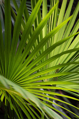 green palm leaf