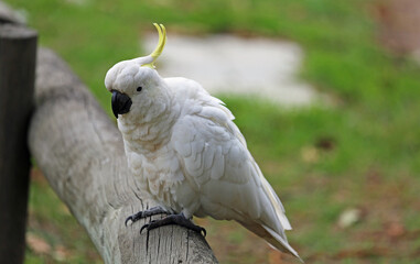 Cockatoo on wooden beam - Sulphur crested cockatoo - Victoria, Australia