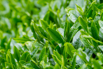 新緑の茶畑　一番茶　新茶　京都府和束町