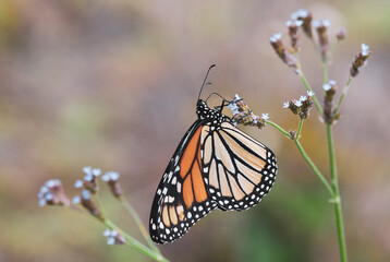 Butterflies and Bees