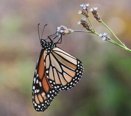 Butterflies and Bees