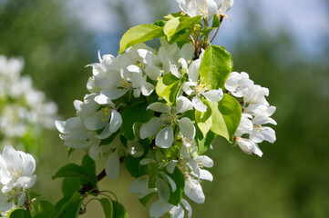 White Flowers of a Tree