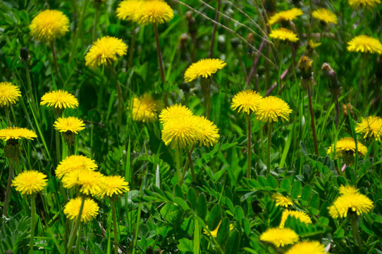 Dandelions in the Grass © RiMa Photography