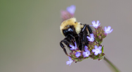 Butterflies and Bees