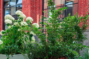Fototapeta na wymiar Green bushes and white hortensia flowers in front of the part of red brick corporate building. Green building, sustainability business concept.