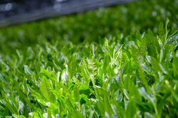 覆下栽培の茶葉　被覆栽培　玉露　高級煎茶