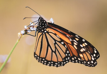 Butterflies and Bees