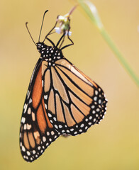 Butterflies and Bees