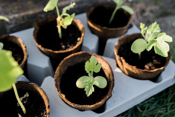 Close-up view of young fresh seedlings  in pots. Preparing for the start of planting season. Greenhouse with seedlings in fertilized soil. Growing vegetables. Green sprout growing out of soil