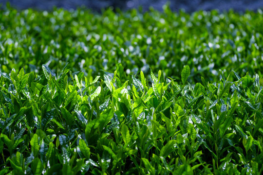 覆下栽培の茶葉　被覆栽培　玉露　高級煎茶