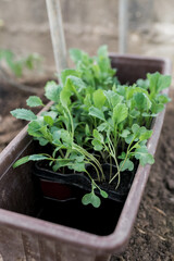 Close-up view of young fresh radish seedlings  in pots. Preparing for the start of planting season. Greenhouse with seedlings in fertilized soil. Growing vegetables. Green sprout growing out of soil