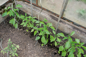 Close-up view of young fresh pepper chilli seedlings. Start of planting season. Old glass greenhouse with seedlings in fertilized soil. Growing vegetables. Green sprout growing out of soil