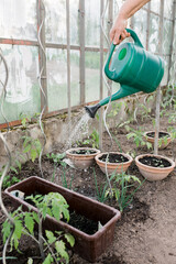 Hand with green plastic watering can in greenhouse watering the green onions, tomato plants. Caring for plants and seedlings. Sunny day, close up. Watering plants in the garden