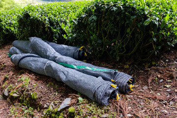 写真素材：かぶせ茶用のシート　覆下　被覆栽培　京都府和束町