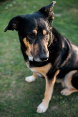 a crossbreed dark brown dog sits on a meadow (on the ground) and looks straight ahead. Close up, soft focus. The dog raises one ear and listens intently. Tag pendant on the neck