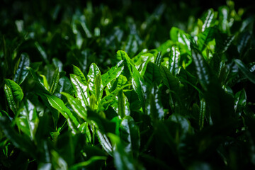Fototapeta na wymiar 覆下栽培の茶葉　被覆栽培　玉露　高級煎茶