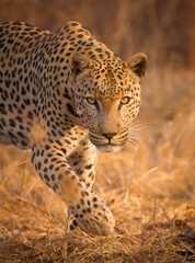Adult male Leopard stalking Kruger Park South Africa