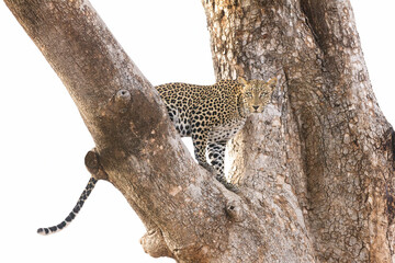 One adult female Leopard in a tree Samburu Kenya