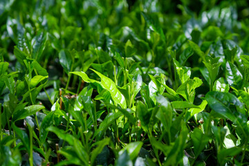 覆下栽培の茶葉　被覆栽培　玉露　高級煎茶