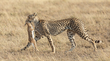 Adult female Cheetah walking with a kill in her mouth Serengeti Tanzania