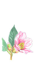 Obraz na płótnie Canvas ツバキの花の水彩画