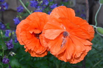 
Two red poppy flowers on a background of small blue flowers.