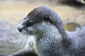 ツメナシカワウソの顔