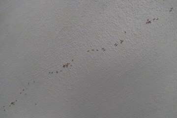 Many little ants marching on the white wall