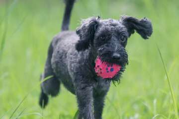 Fototapeta premium Abstract soft focus puppy playing ball for background use (image slightly motion blur and noise)