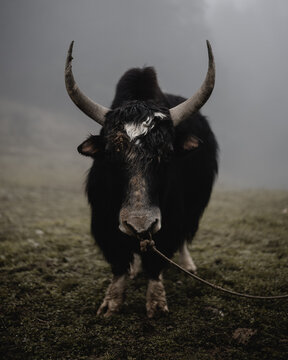 Water buffalo in field on foggy day