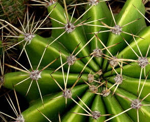Close up of a big green cactus. Echinopsis oxygona