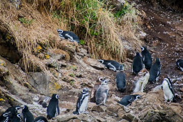 Fototapeta premium penguins on the rocks