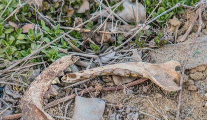 Animal jaw bones