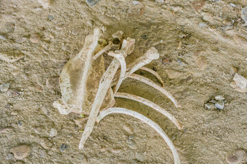 Bones of animal laying on ground