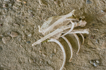 Bones of animal laying on ground