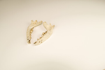Two jaw bones of dead