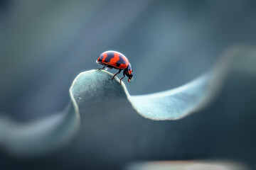 ladybug on a leaf