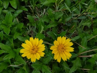 yellow dandelion flower