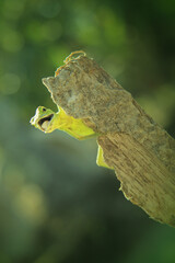 green lizard on the wood