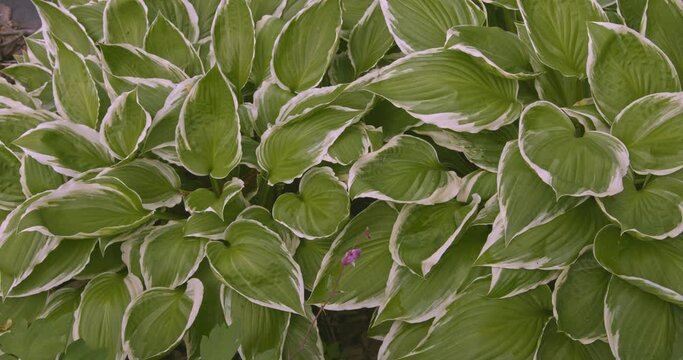 Slow slide right Hosta Albomarginata medium sized green and white variegated leaves, gently blowing in breeze