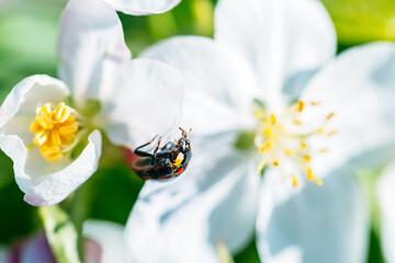 Macro shot of a beautiful ladybugs on a white flower under the open sky on a sunny day