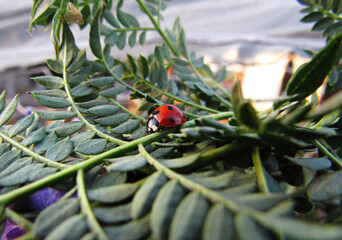 ladybug on a branch