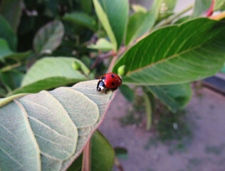 ladybug on green leaf