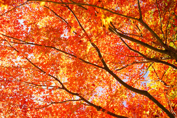 空に向かって伸びる美しい紅葉の木