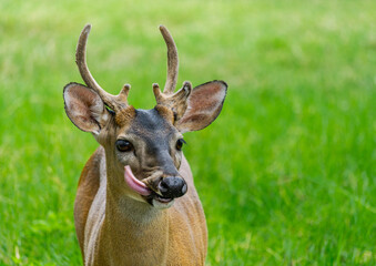 Venado de cola blanca lengua