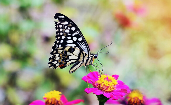 Close-up images of butterflies and flowers with morning light, natural blurred backgrounds suitable for presentation.