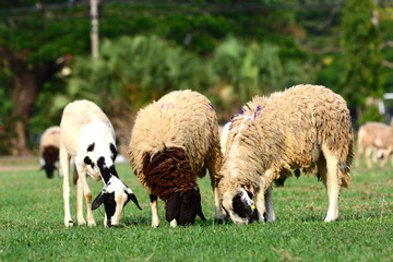 Fototapeta premium sheep eating grass.